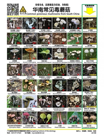 2023年春季防范野生蘑菇中毒的消费提示