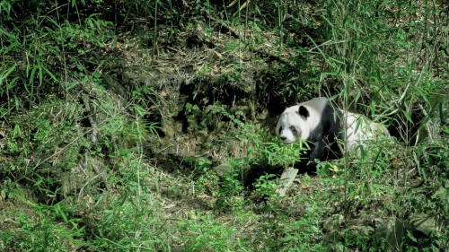 名创优品×中国绿化基金会，携手网友共同为大熊猫种植竹林
