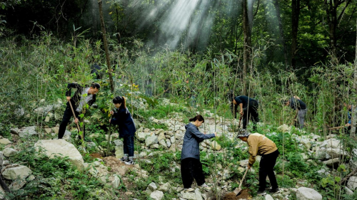 名创优品×中国绿化基金会，携手网友共同为大熊猫种植竹林