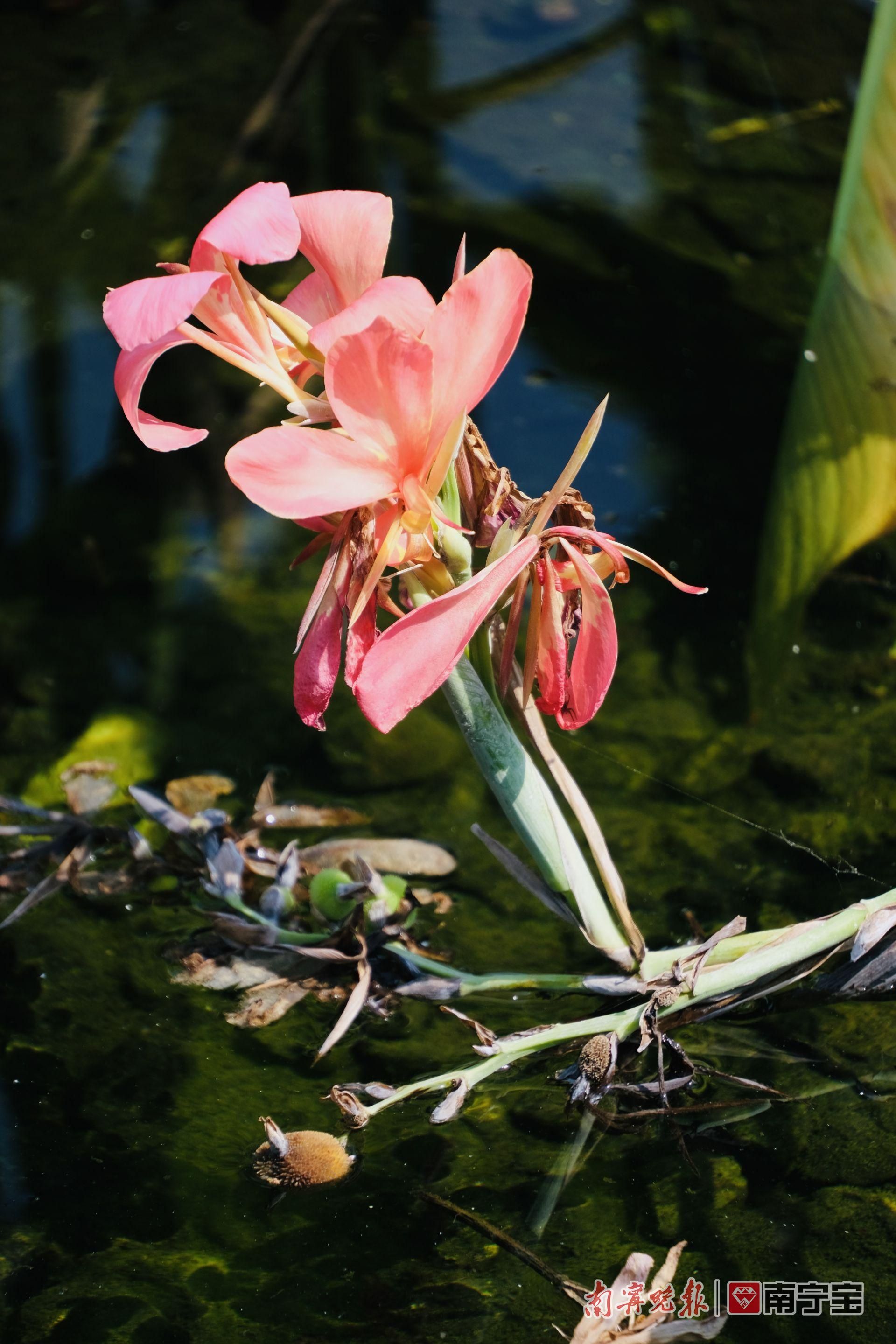 南宁那考河湿地公园大片美人蕉盛开，娇艳迷人的花朵真美！