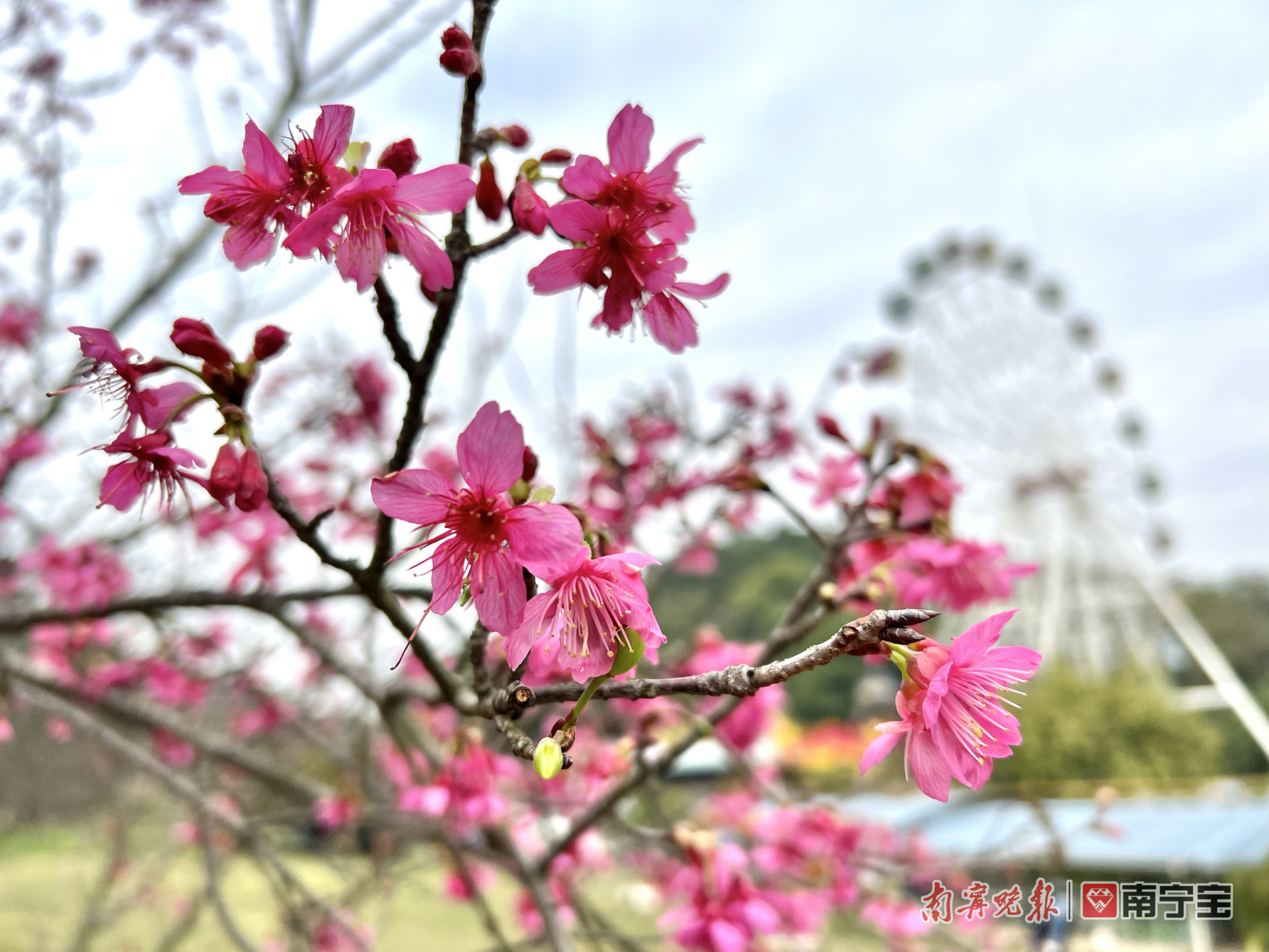 融融暖意叫醒春之歌 石门公园的樱花绽放了！