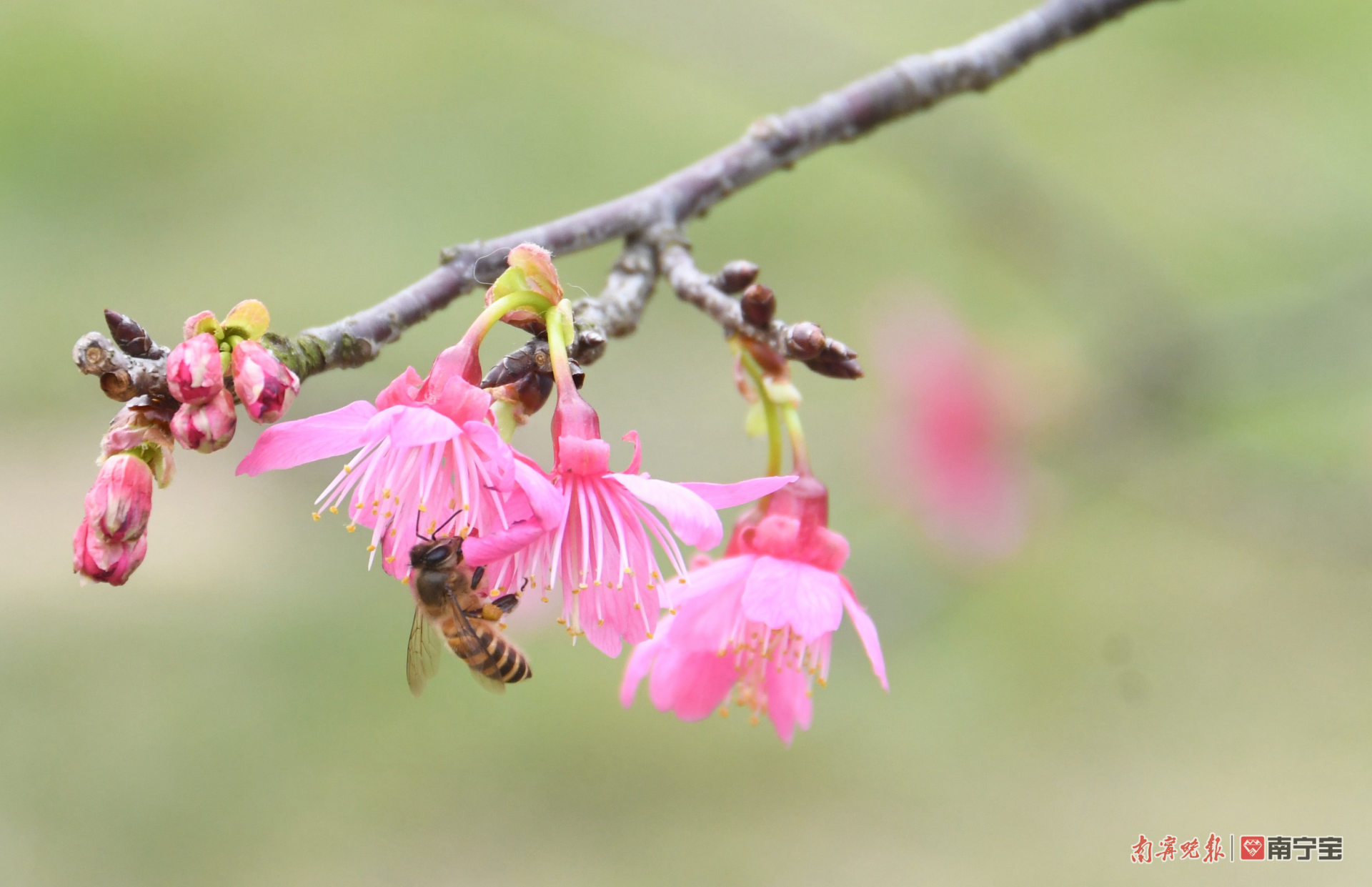 融融暖意叫醒春之歌 石门公园的樱花绽放了！