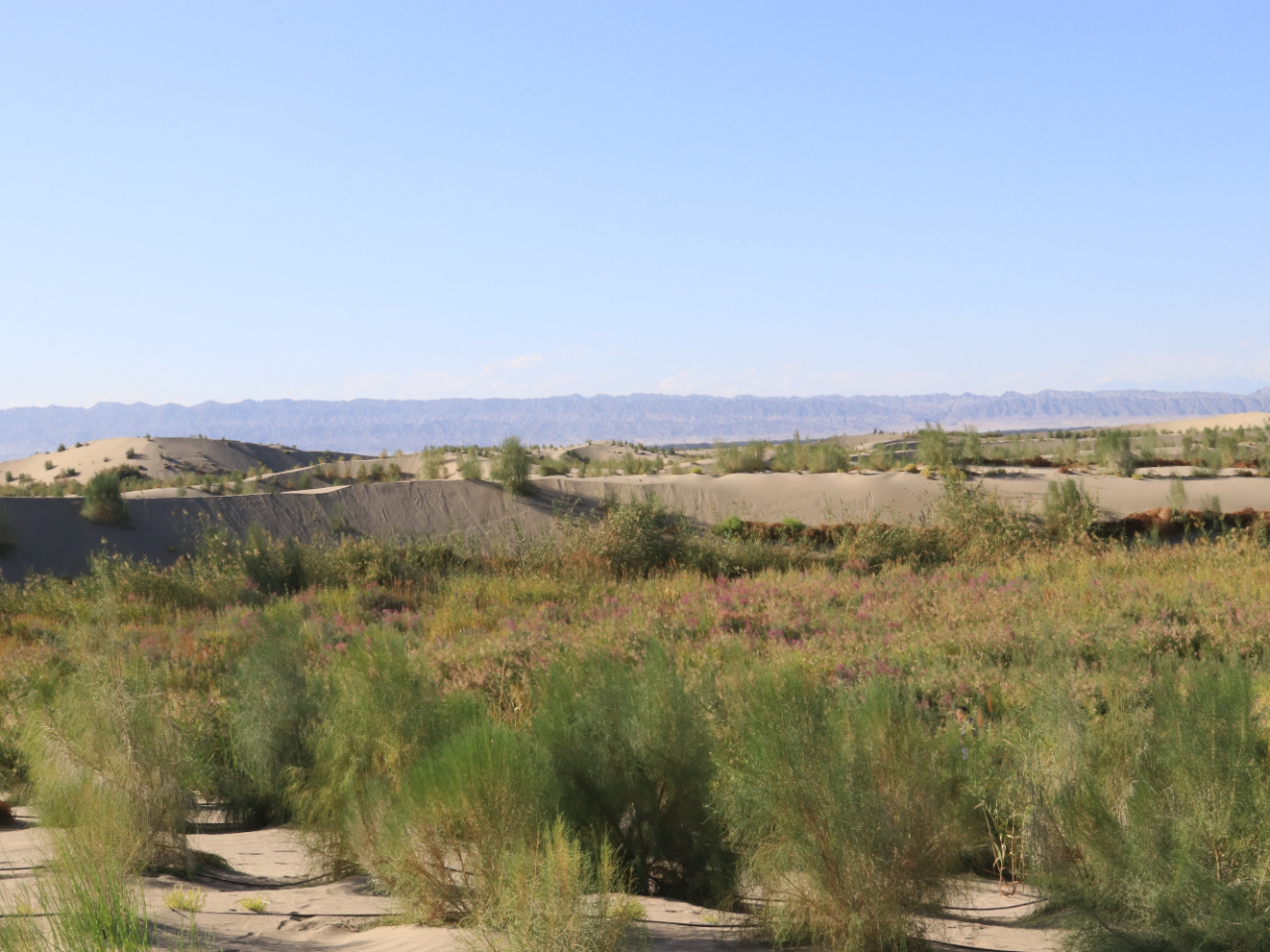 阿瓦提县艾西曼区域：用再生水让绿进沙退｜沿着河湖看新疆