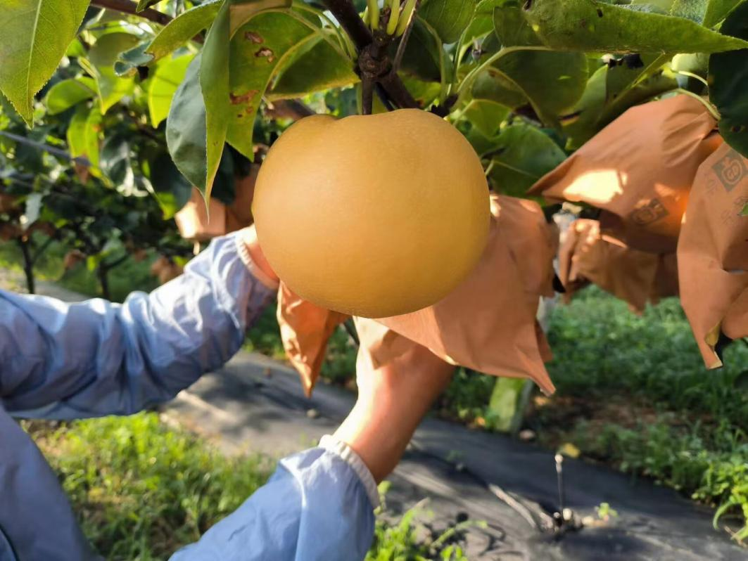 最新网红水果秋月梨核心产区开始采摘：产量达8万多吨 增收20% 创5年新高