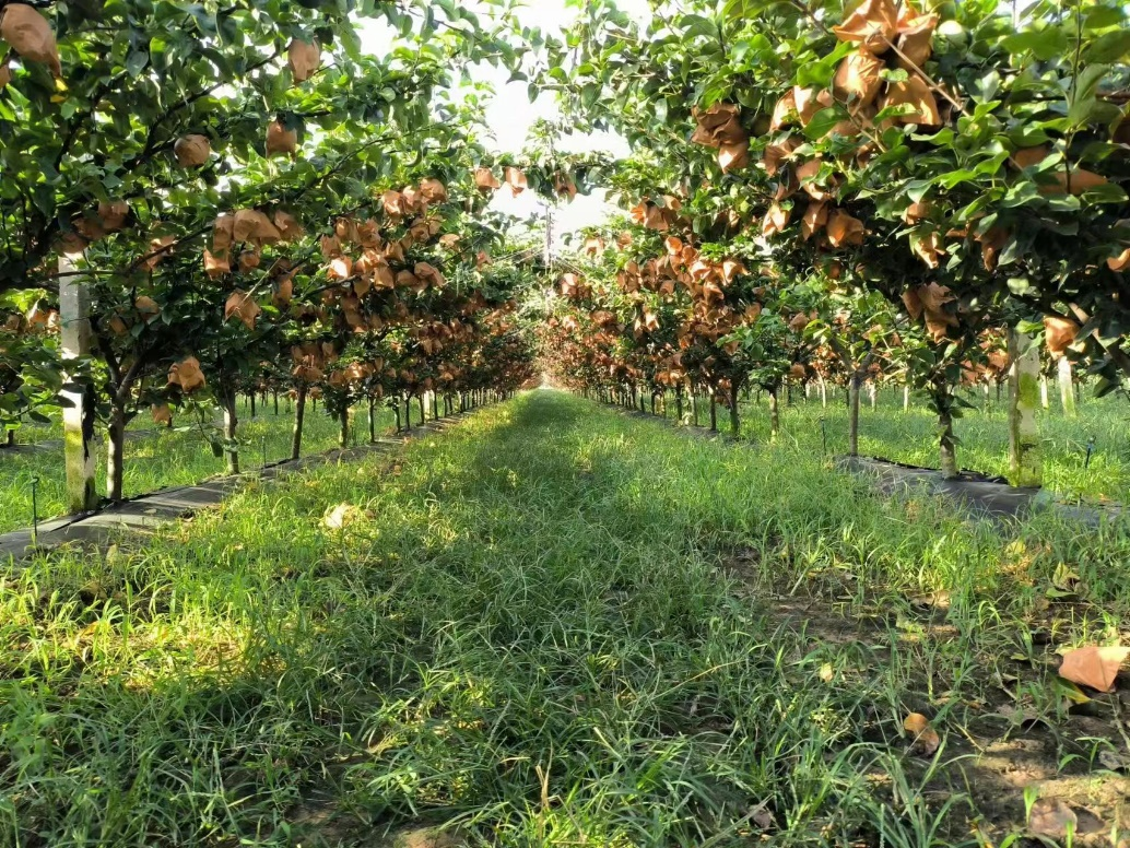 最新网红水果秋月梨核心产区开始采摘：产量达8万多吨 增收20% 创5年新高