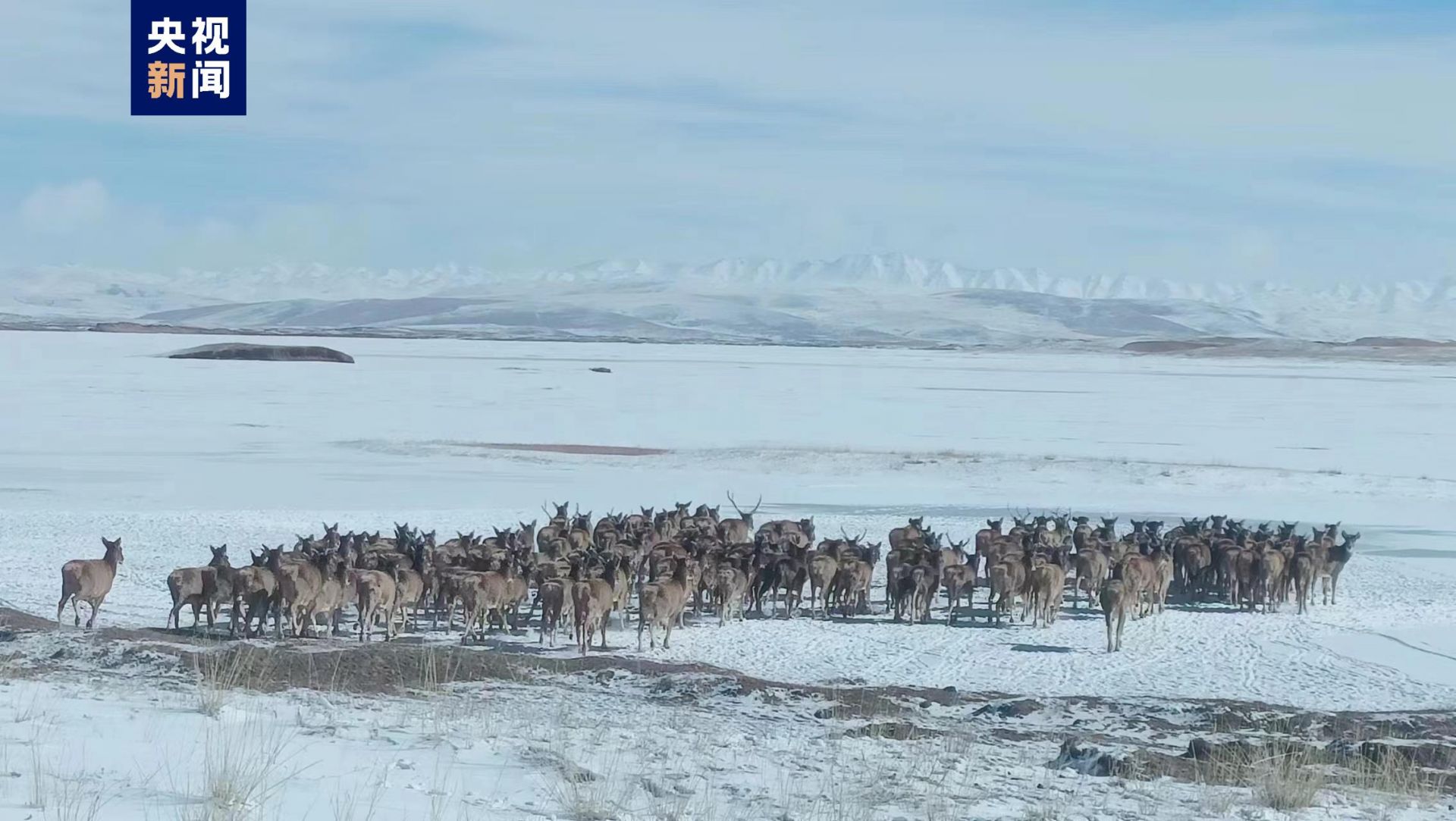 壮观！超400只白唇鹿在黄河冰面上迁徙